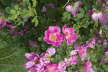 CRW_42090012