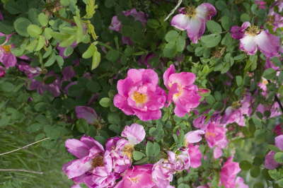 CRW_42090012