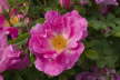 CRW_42120007