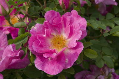 CRW_42120007
