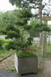 Eibe