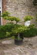 Hainbuche