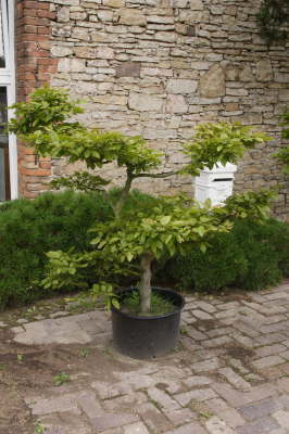 Hainbuche