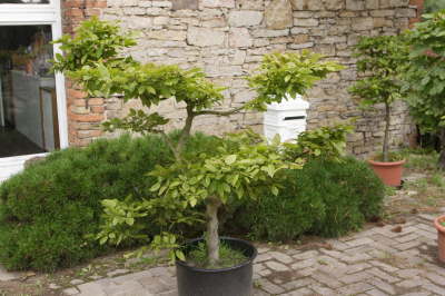 Hainbuche