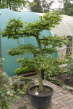 Hainbuche