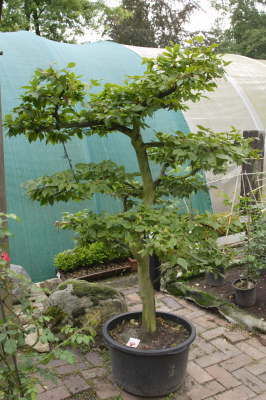 Hainbuche