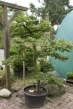 Hainbuche