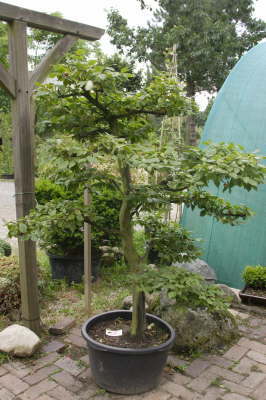 Hainbuche
