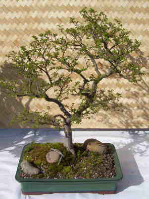db_100_09581