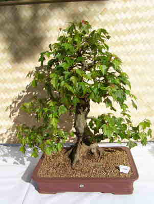 db_100_09741