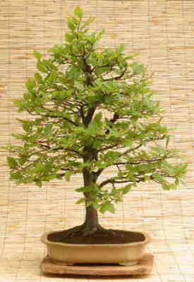 Hainbuche