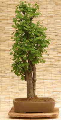 Fcherblattbaum