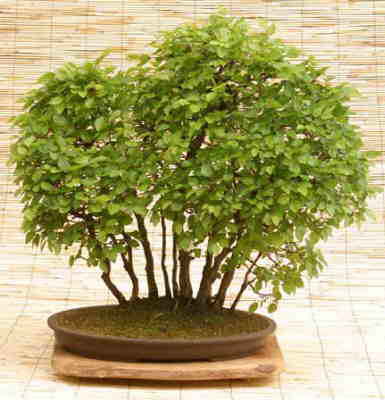 Koreanische Hainbuche