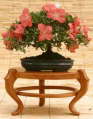 Azalea