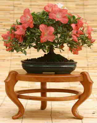 Azalea