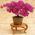 Azalea