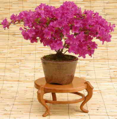 Azalea