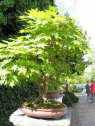 db_Bota040071
