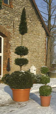 hohe Eibe u. dreikugeliger Buchs