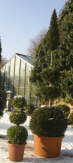 Buxus uns Eibe