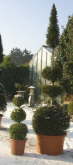 Buxus und Eibe