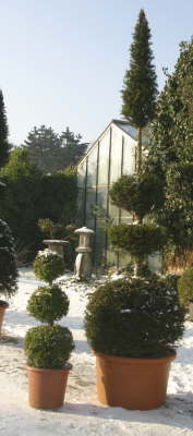 Buxus und Eibe